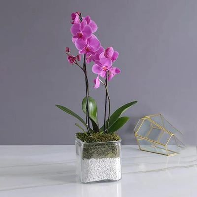 2 Stem Purple Orchid Plant in Vase