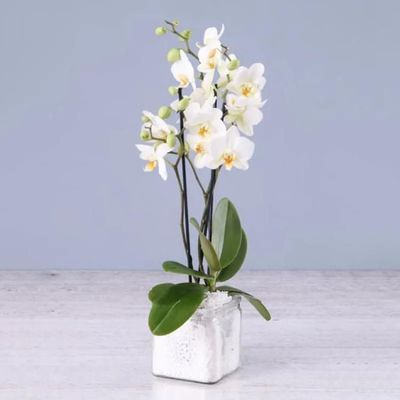 Twin Stem White Orchid Plant in Square Vase