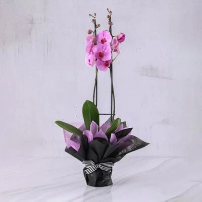 2 Stem Purple Orchid Plant in Black and Purple Wrapping