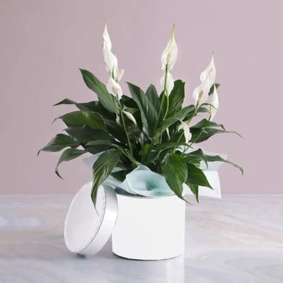 Peace Lily Plant in White Round Box