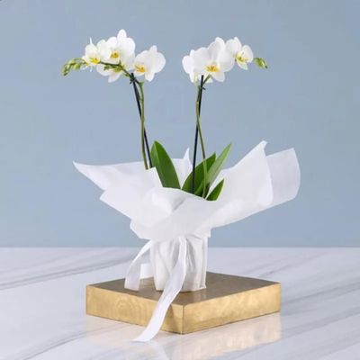 2 Stem White Orchid Plant in White Wrapping