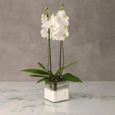 2 Stem White Orchid Plant in Square Vase