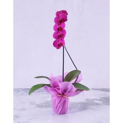 Purple Orchid Plant in Purple Wrapping