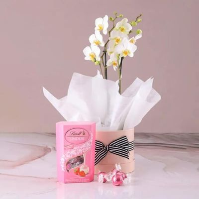 2 Stems White Orchid Plant in White Box and Lindt Truffles 200gm