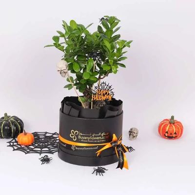 Halloween Bonsai Plant