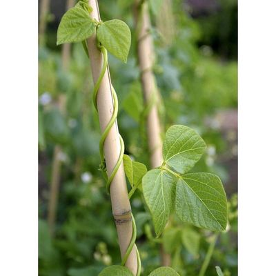 Bamboo Sticks for Plants - 240cm, 5pcs | Plant Support Stakes | 24-16mm, Plant Support Pole | Durable Plant Stick for for Flowers, Vegetables, and Creepers | Garden Sticks (5pcs, 240cm)