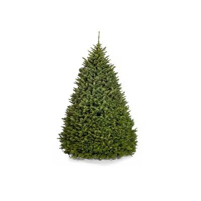 Fresh Premium Christmas Tree 250cm