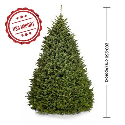 Fresh Premium Christmas Tree 250cm
