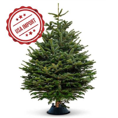 Fresh Premium Christmas Tree with Box Decoration 180cm