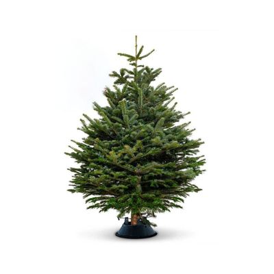 Fresh Premium Christmas Tree With Stand 250cm