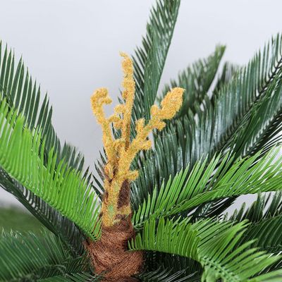 Cycas With Black Pot A010Km - 100Cm