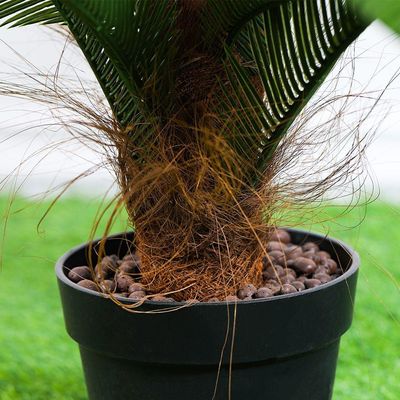 Cycas With Black Pot A010Km - 100Cm