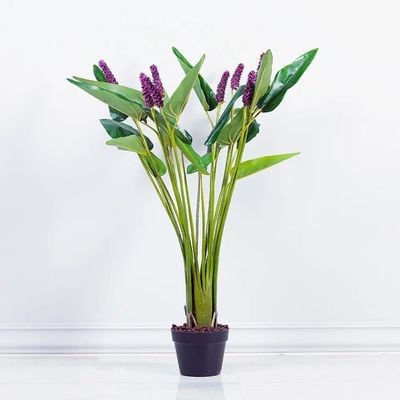 Pontederia Cordata W/Pot A213Ka - 110Cm-Green