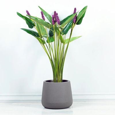 Pontederia Cordata W/Pot A213Ka - 110Cm-Green