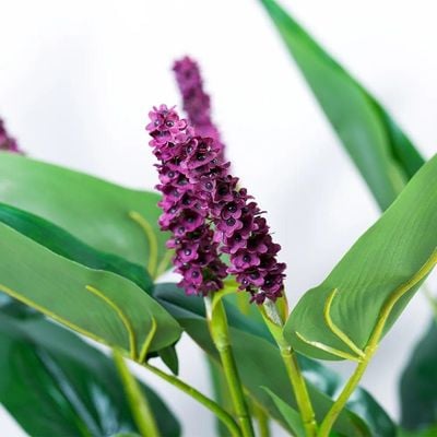 Pontederia Cordata W/Pot A213Ka - 110Cm-Green