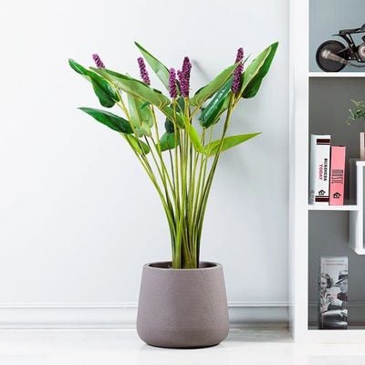 Pontederia Cordata W/Pot A213Ka - 110Cm-Green