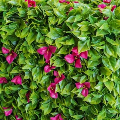 Artificial Hedge Bougainvillea  100 x 75 x 25Cm