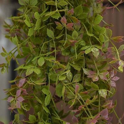 Artificial Vines Hanging / Gynostemma Pentaphyllum - 60-75 Cm