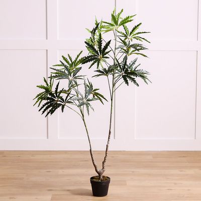 Dizygotheca Elegantissima Plant130 Cm
