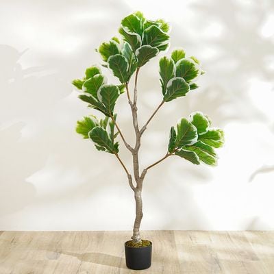 New Fiddle Fig Plant - 135 cm