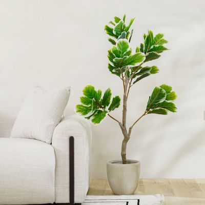 New Fiddle Fig Plant - 135 cm