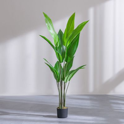 Paradise Bird Green Plant 145 Cm