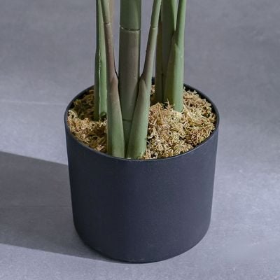 نبات عصفور الجنة الأخضر - 145 سم