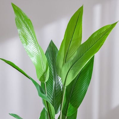 نبات عصفور الجنة الأخضر - 145 سم