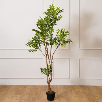 Toona Plant - 170 CM