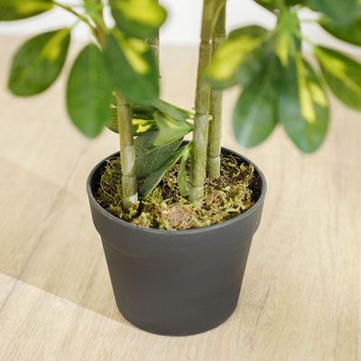 نبات مظلة جديد - 120 سم