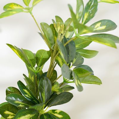 نبات مظلة جديد - 120 سم