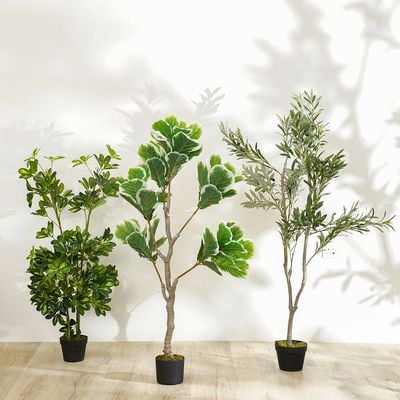 New Umbrella Plant - 120 cm