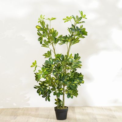 New Umbrella Plant - 120 cm