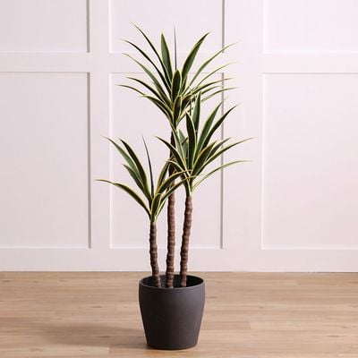 Yucca Plant - 135 cm