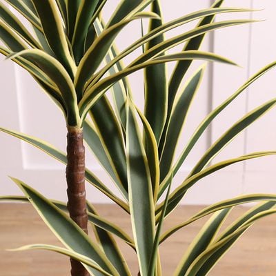 Yucca Plant - 135 cm