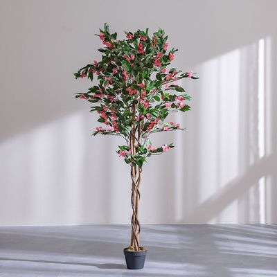 Bougainvillea Plant 160 Cm