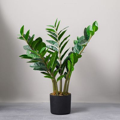 Zanzibar Plant - 65 cm