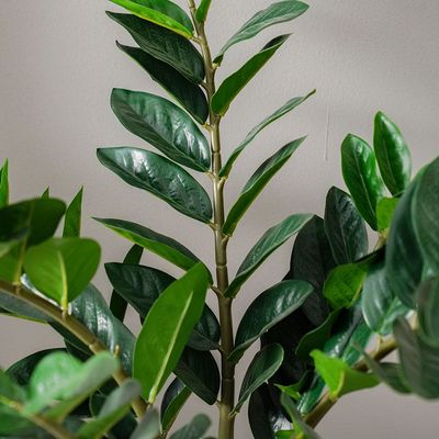 Zanzibar Plant - 65 cm