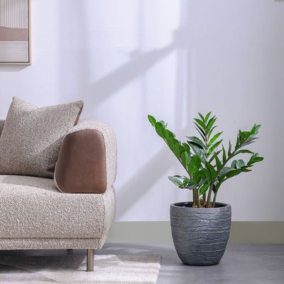 نبات زنجبار - 65 سم