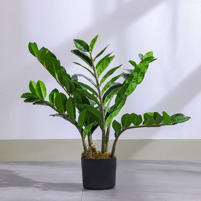 Zanzibar Plant - 65 cm