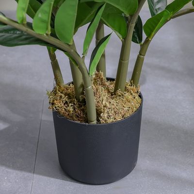 Zanzibar Plant - 65 cm