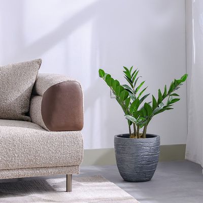 Zanzibar Plant - 65 cm