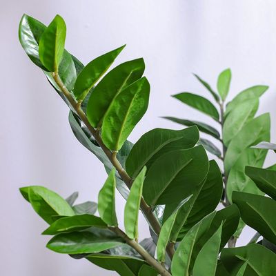 Zanzibar Plant - 65 cm