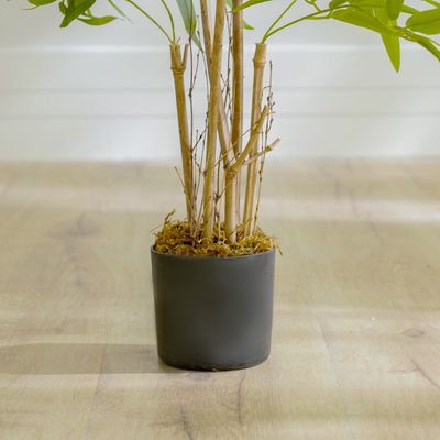 Nature Bamboo Plant - 90 CM