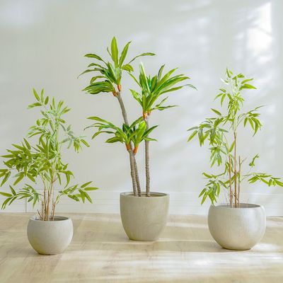 Nature Bamboo Plant - 90 CM