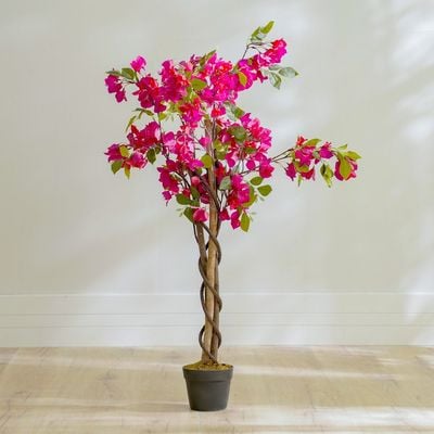 Bougainvillea Plant