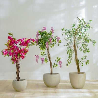 Bougainvillea Plant