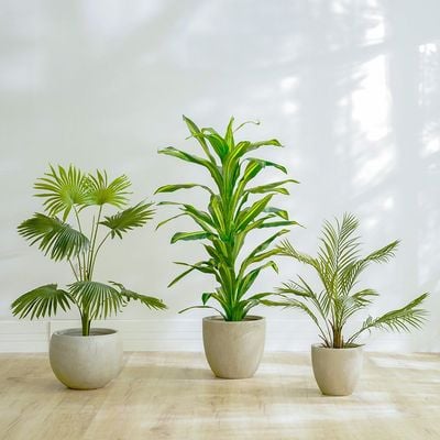 Fan Palm Plant