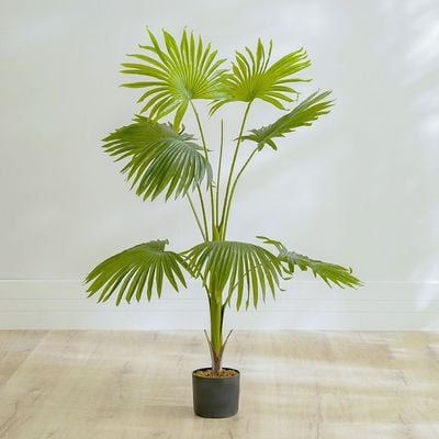 Fan Palm Plant - 120 CM