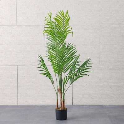 Phoenix Palm Plant 